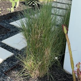 Photo of the plant species Crimson Fountaingrass by @LegitIcarus51 named Elina on Greg, the plant care app