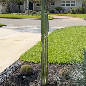 Photo of the plant species Mexican Fence Post Cactus by @LegitIcarus51 named Coco on Greg, the plant care app