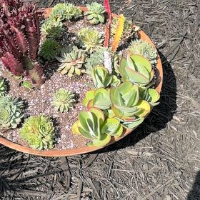 Photo of the plant species Pig's Ear by @LegitIcarus51 named Elle on Greg, the plant care app