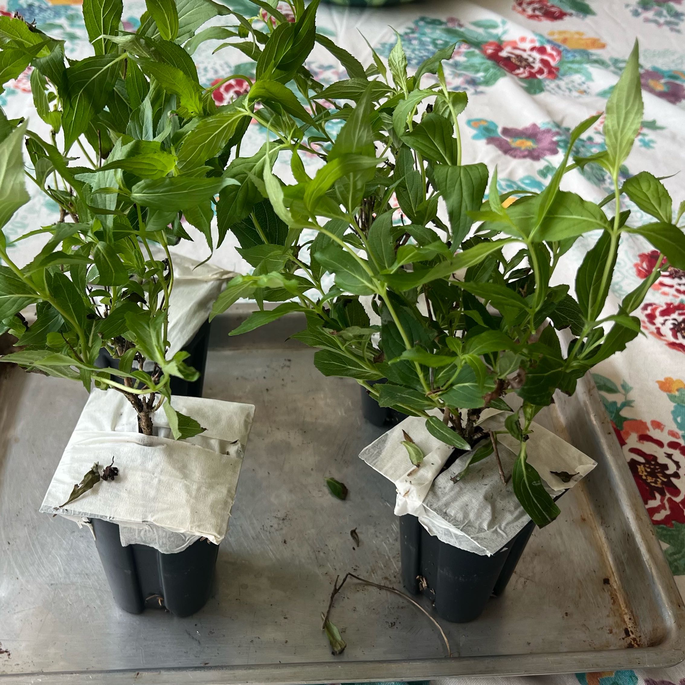 Photo of the plant species Weigela florida by @BestSquash20 named Sonic Bloom red on Greg, the plant care app