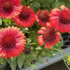 Photo of the plant species Indian Blanket by @ElegantKaro15 named Prince on Greg, the plant care app