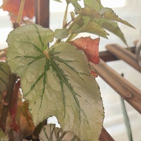 Photo of the plant species Looking Glass Cane Begonia by @ProudRedpine31 named Diana on Greg, the plant care app