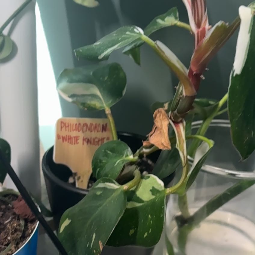 Photo of the plant species White Knight Philodendron by @ProudRedpine31 named Orwell on Greg, the plant care app