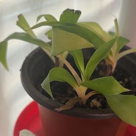 Photo of the plant species Green Orange Spider Plant by @ProudRedpine31 named Clooney on Greg, the plant care app