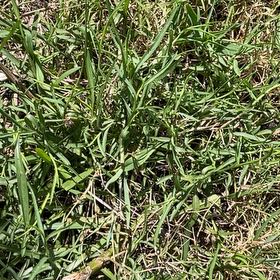 Photo of the plant species Narrowleaf Plantain by @HotMaitake26 named Kendall on Greg, the plant care app