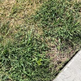 Photo of the plant species Kikuyugrass by @HotMaitake26 named Lola on Greg, the plant care app