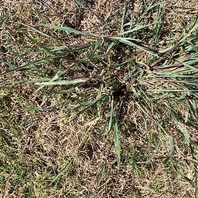 Photo of the plant species Goose Tongue by @HotMaitake26 named Captain Plant-it on Greg, the plant care app