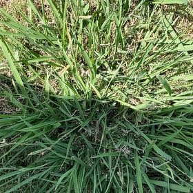 Photo of the plant species Kikuyugrass by @HotMaitake26 named Maya on Greg, the plant care app