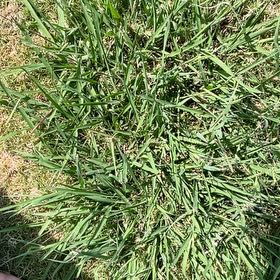 Photo of the plant species Kikuyugrass by @HotMaitake26 named Forrest on Greg, the plant care app