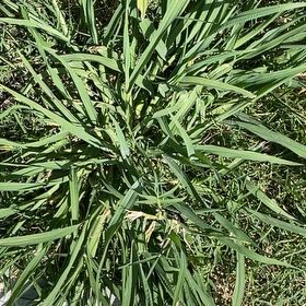 Photo of the plant species Reed Canarygrass by @HotMaitake26 named Aria on Greg, the plant care app