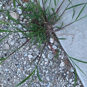 Photo of the plant species Hairy Crabgrass by @HotMaitake26 named Wall-E on Greg, the plant care app