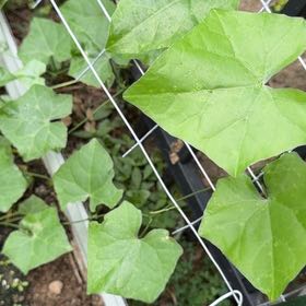 Photo of the plant species Creeping Cucumber by @LadySucc2 named Foxxy on Greg, the plant care app