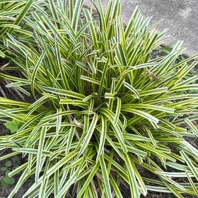 Photo of the plant species Big Blue Lilyturf by @LadySucc2 named Navajo on Greg, the plant care app