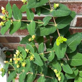Photo of the plant species St. John's Wort by @LadySucc2 named Harmony on Greg, the plant care app