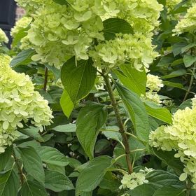 Photo of the plant species Panicle Hydrangea by @LadySucc2 named Huckleberry Fern on Greg, the plant care app
