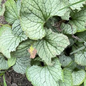 Photo of the plant species Brunnera Macrophylla by @LadySucc2 named Orwell on Greg, the plant care app