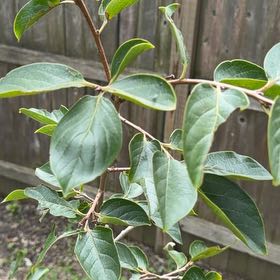 Photo of the plant species Persimmon by @LadySucc2 named Athena on Greg, the plant care app