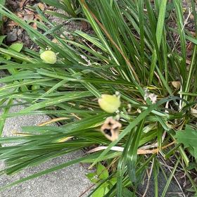 Photo of the plant species African Lily by @LadySucc2 named Planty on Greg, the plant care app