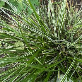 Photo of the plant species Texas Sacahuista by @LadySucc2 named Willow on Greg, the plant care app