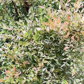 Photo of the plant species Sacred Bamboo by @LadySucc2 named Kesha on Greg, the plant care app
