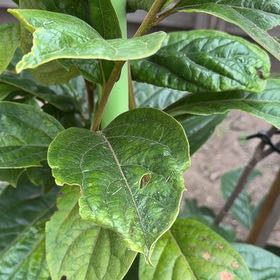 Photo of the plant species Persimmon by @LadySucc2 named Dax on Greg, the plant care app