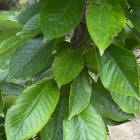 Photo of the plant species Sour Cherry by @LadySucc2 named Orlando Bloom on Greg, the plant care app