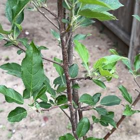 Photo of the plant species Crab Apple by @LadySucc2 named Beckham on Greg, the plant care app