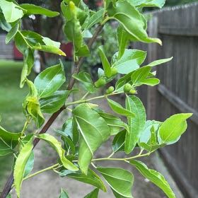 Photo of the plant species Indian Jujube by @LadySucc2 named Walt on Greg, the plant care app