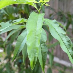Photo of the plant species Peach Tree by @LadySucc2 named Delilah on Greg, the plant care app