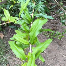 Photo of the plant species Pomegranate by @LadySucc2 named Hemingway on Greg, the plant care app