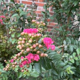 Photo of the plant species Lagerstroemia Indica by @LadySucc2 named Aria on Greg, the plant care app