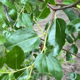 Photo of the plant species Indian Jujube by @LadySucc2 named Kylie on Greg, the plant care app