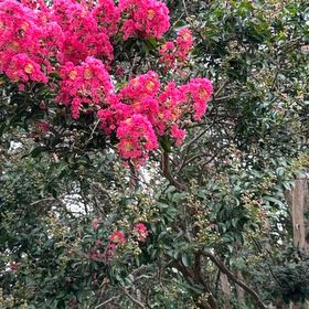 Photo of the plant species Lagerstroemia Indica by @LadySucc2 named Clooney on Greg, the plant care app