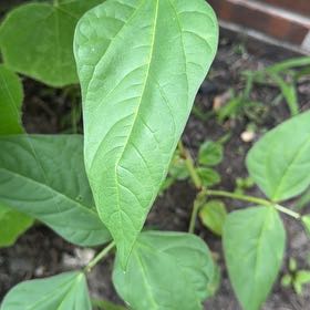 Photo of the plant species Common Bean by @LadySucc2 named LiloStitch on Greg, the plant care app