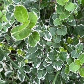 Photo of the plant species Fortune's Spindle by @LadySucc2 named Lebron on Greg, the plant care app