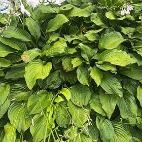 Photo of the plant species Plantain Lily by @SageKamahi98 named Michelle Branch on Greg, the plant care app