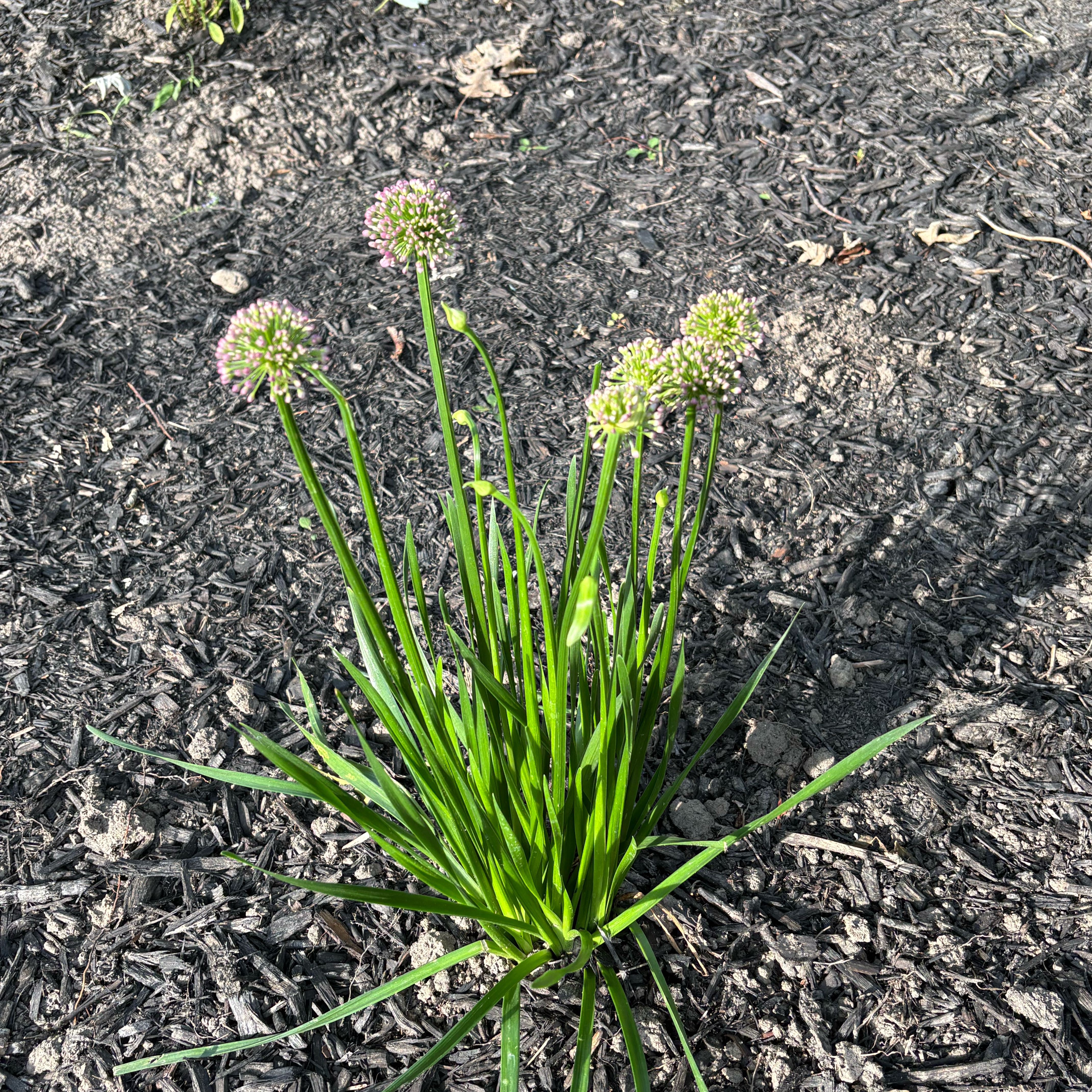 Photo of the plant species Autumn Onion by @ZealRuby89 named Shakira on Greg, the plant care app