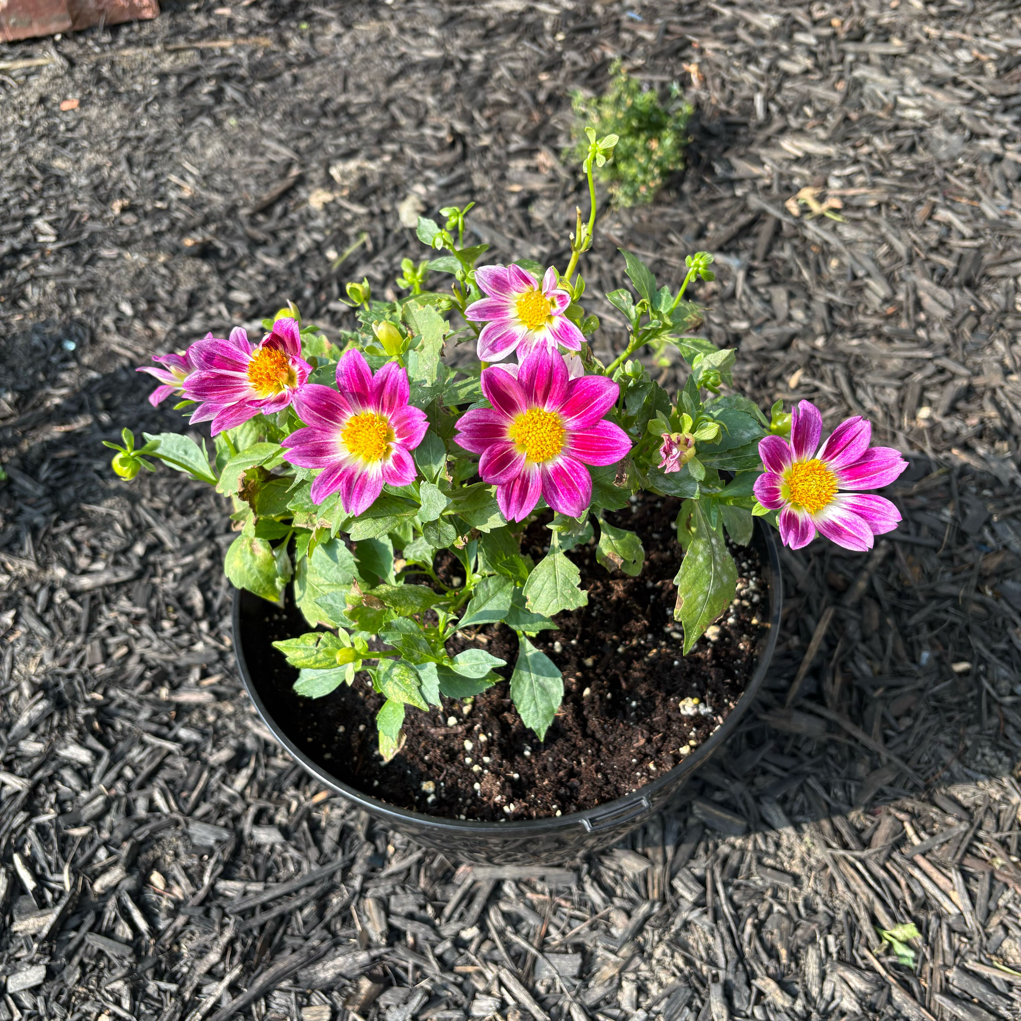 Photo of the plant species Garden Dahlia by @ZealRuby89 named Sonora on Greg, the plant care app