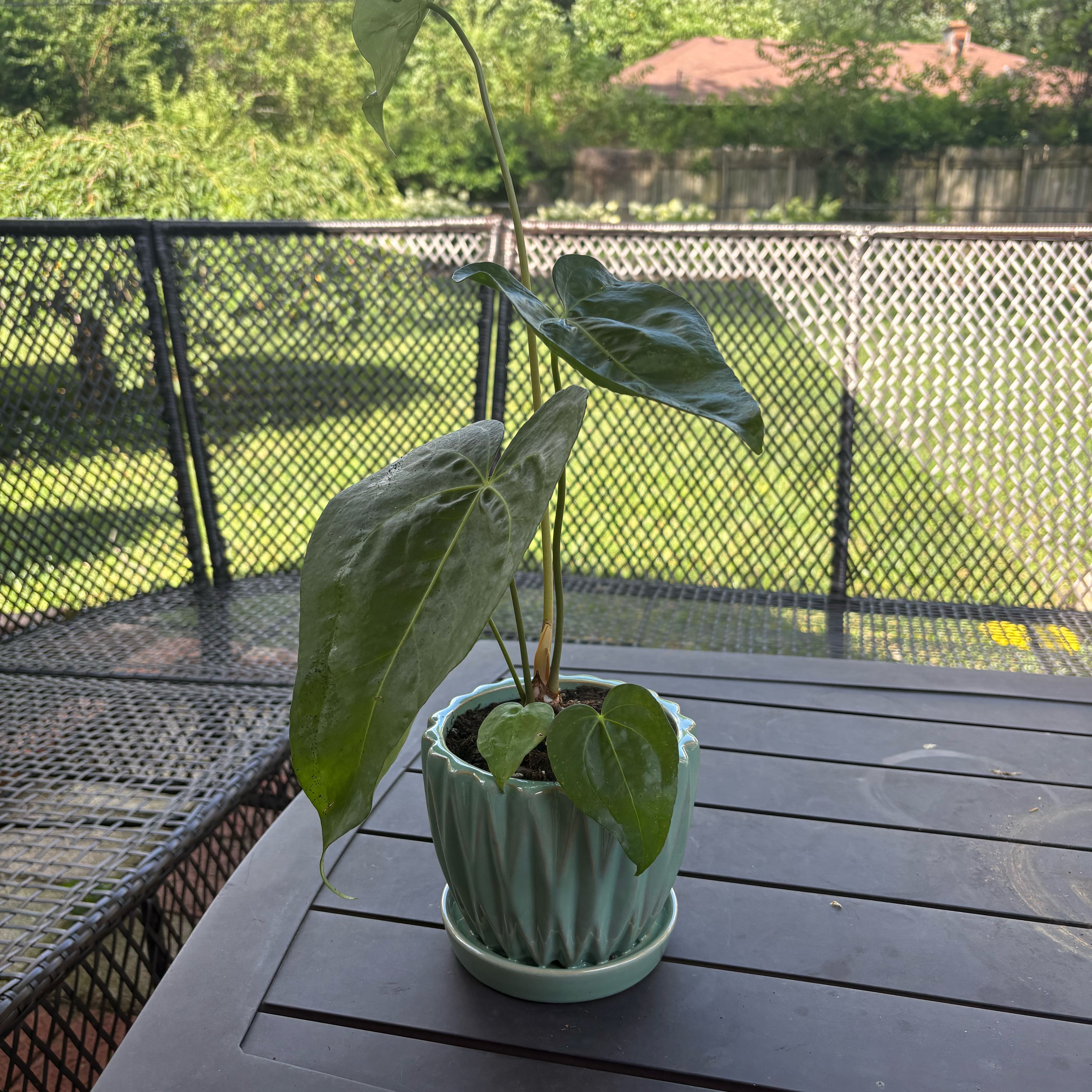 Photo of the plant species Flamingo Flower by @ZealRuby89 named Forrest on Greg, the plant care app