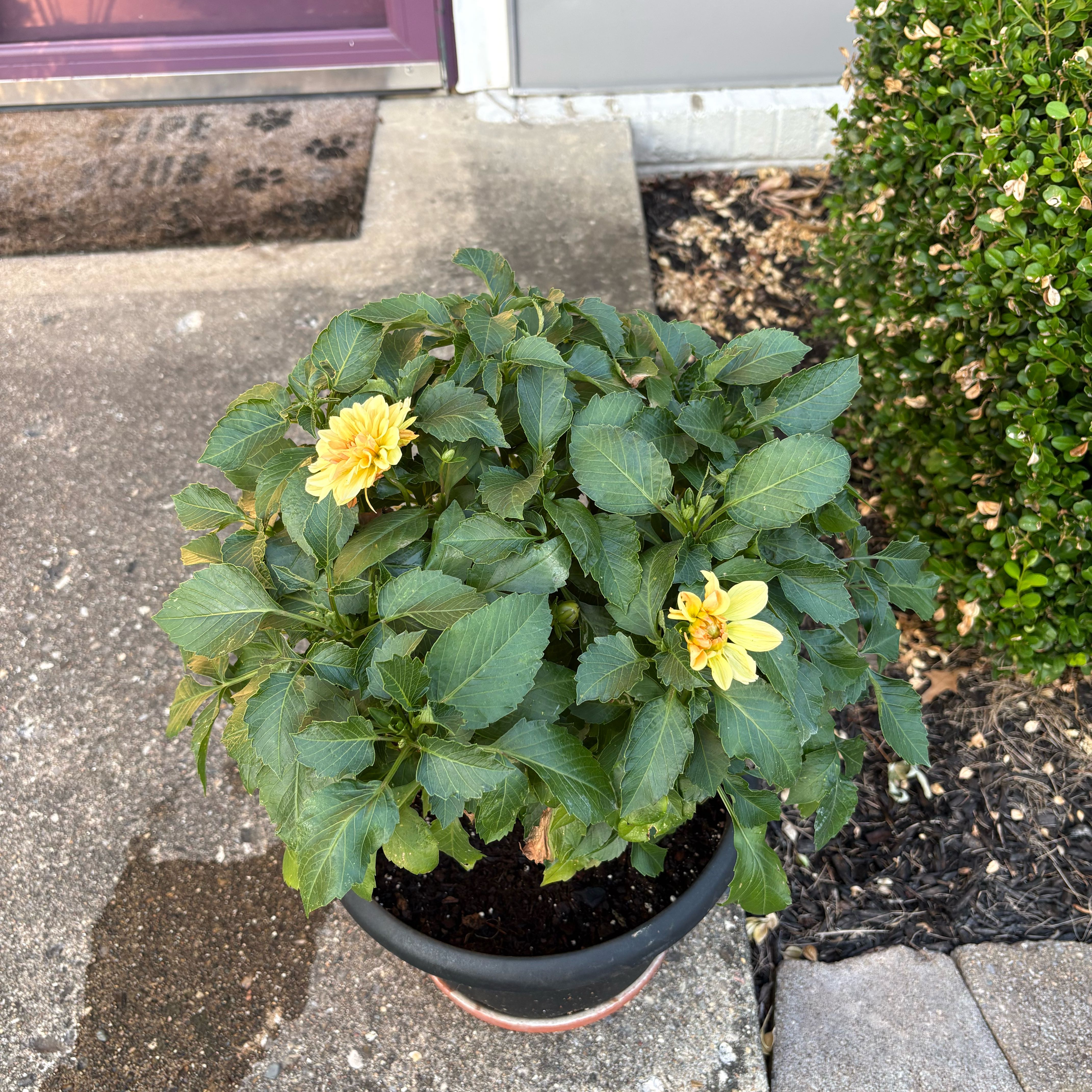 Photo of the plant species Garden Dahlia by @ZealRuby89 named Anne on Greg, the plant care app