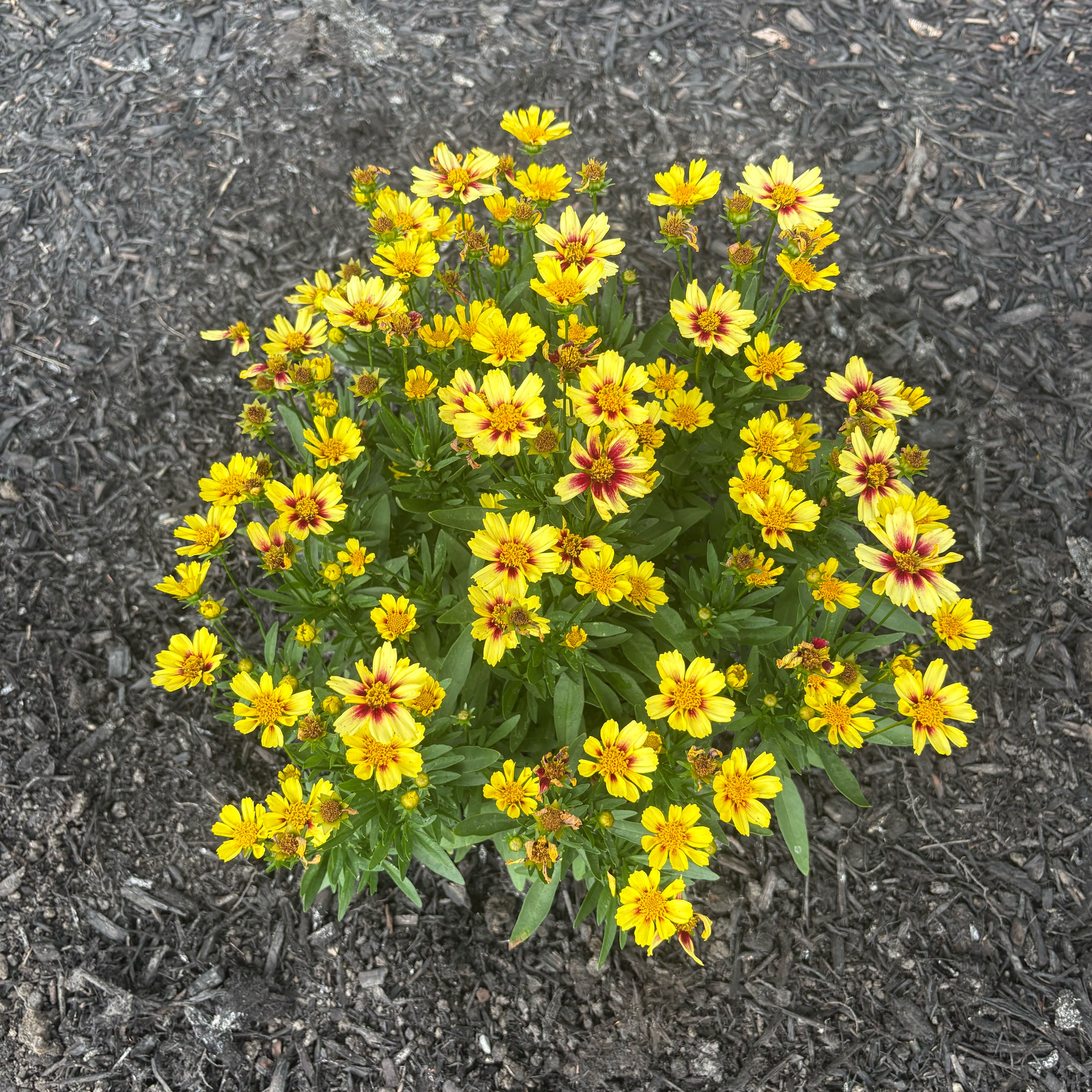 Photo of the plant species Lanceleaf Tickseed by @ZealRuby89 named Gomez on Greg, the plant care app