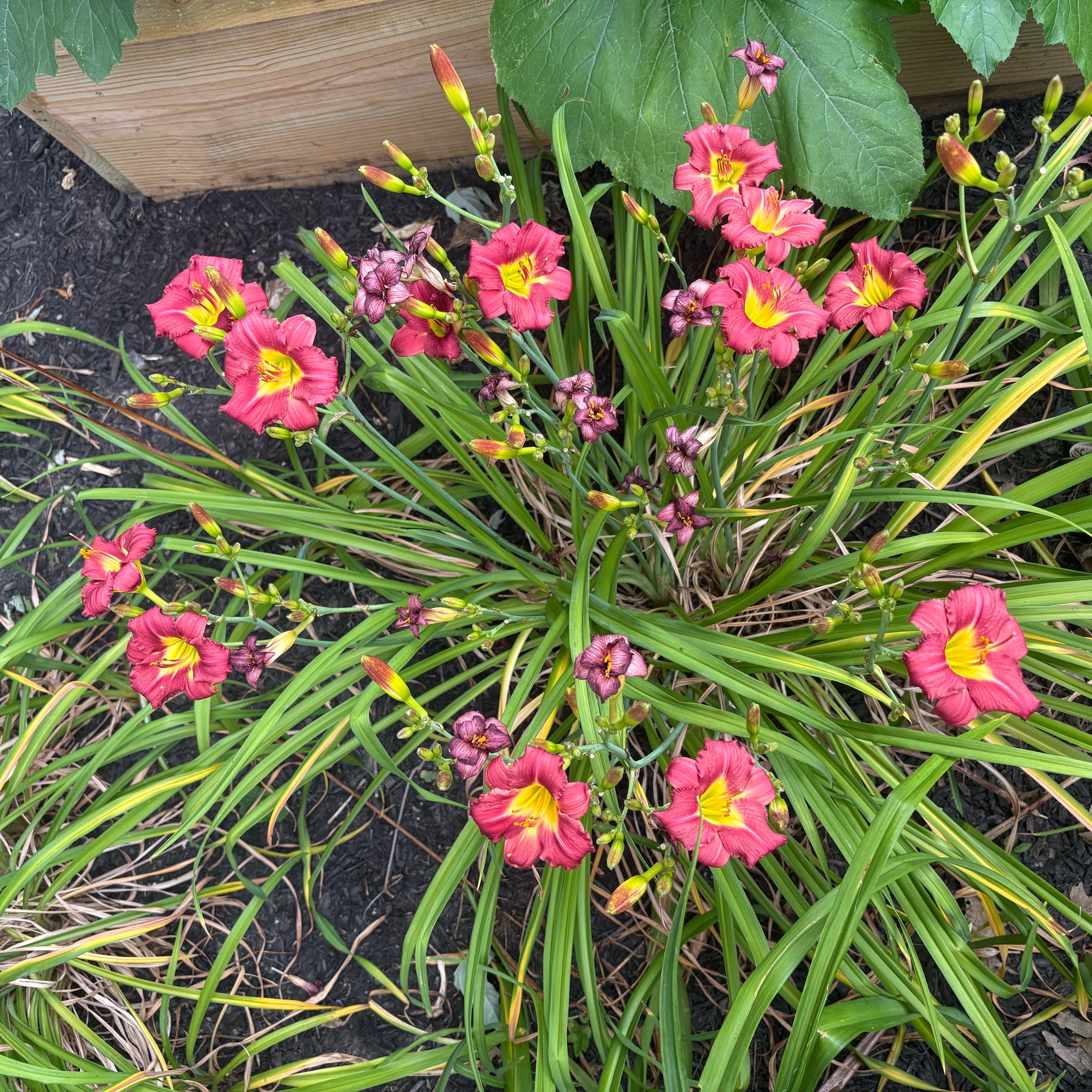Photo of the plant species Yellow Daylily by @ZealRuby89 named Robert Plant on Greg, the plant care app