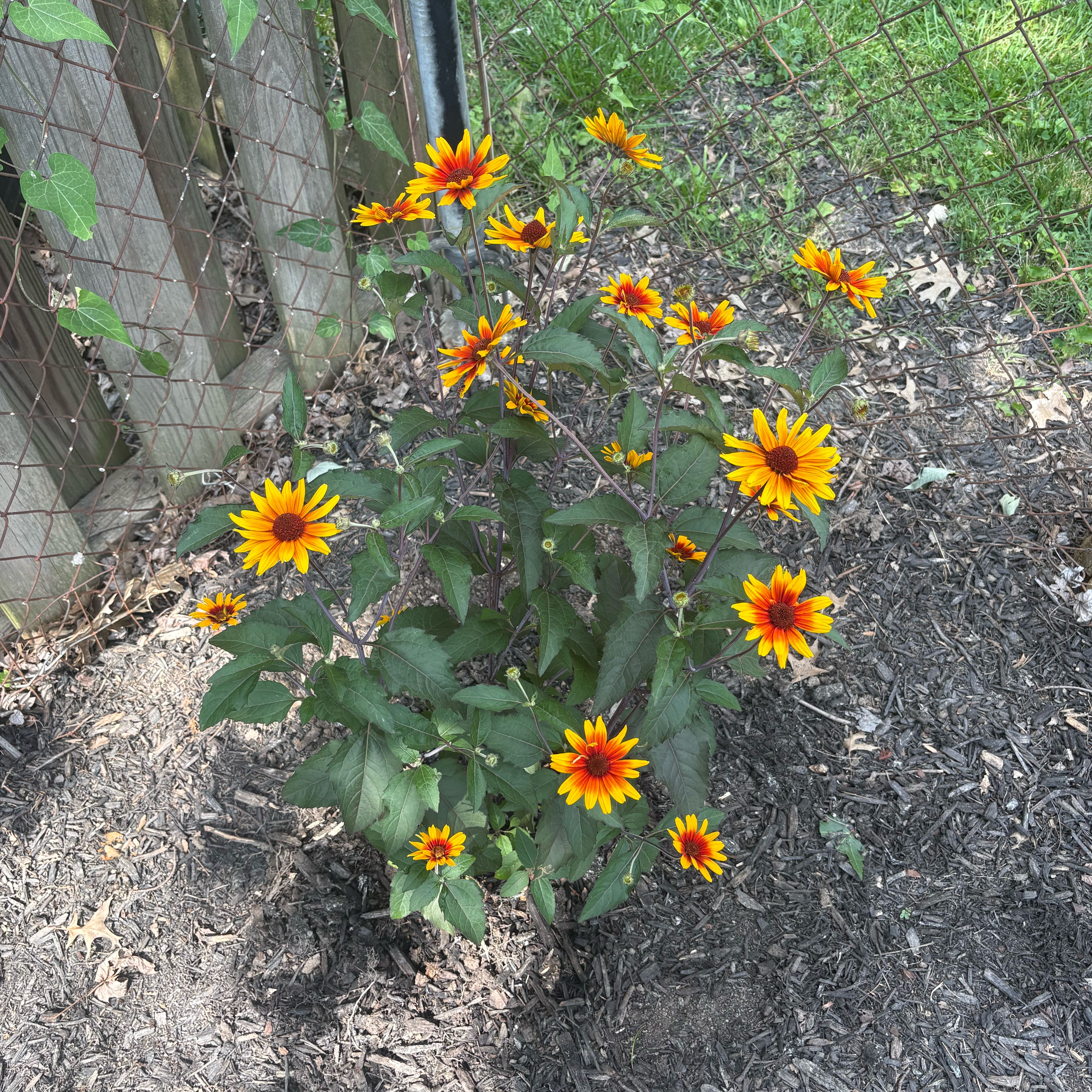 Photo of the plant species Heliopsis 'Summer Sun' by @ZealRuby89 named McKinley on Greg, the plant care app