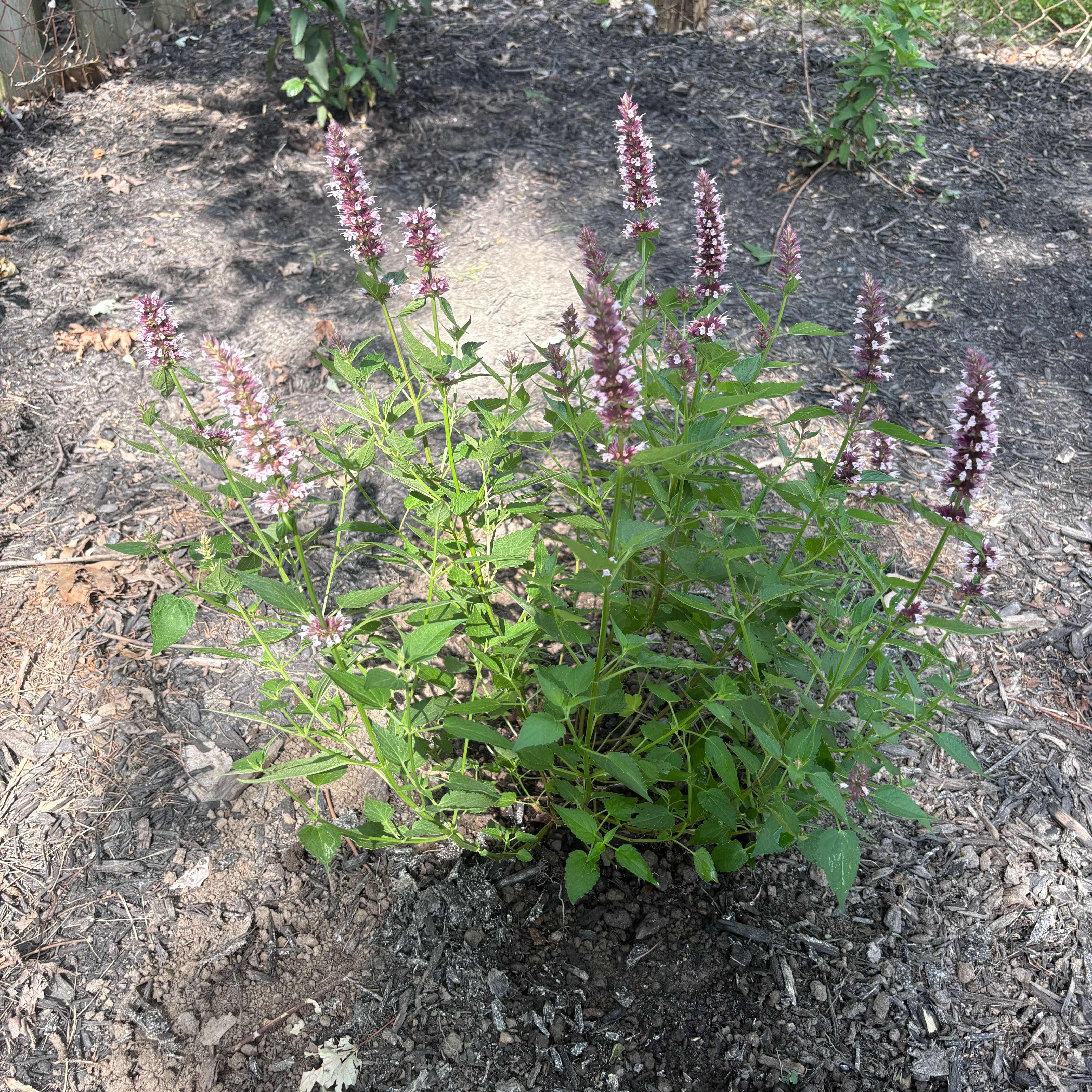 Photo of the plant species Pink Hyssop by @ZealRuby89 named Kesha on Greg, the plant care app