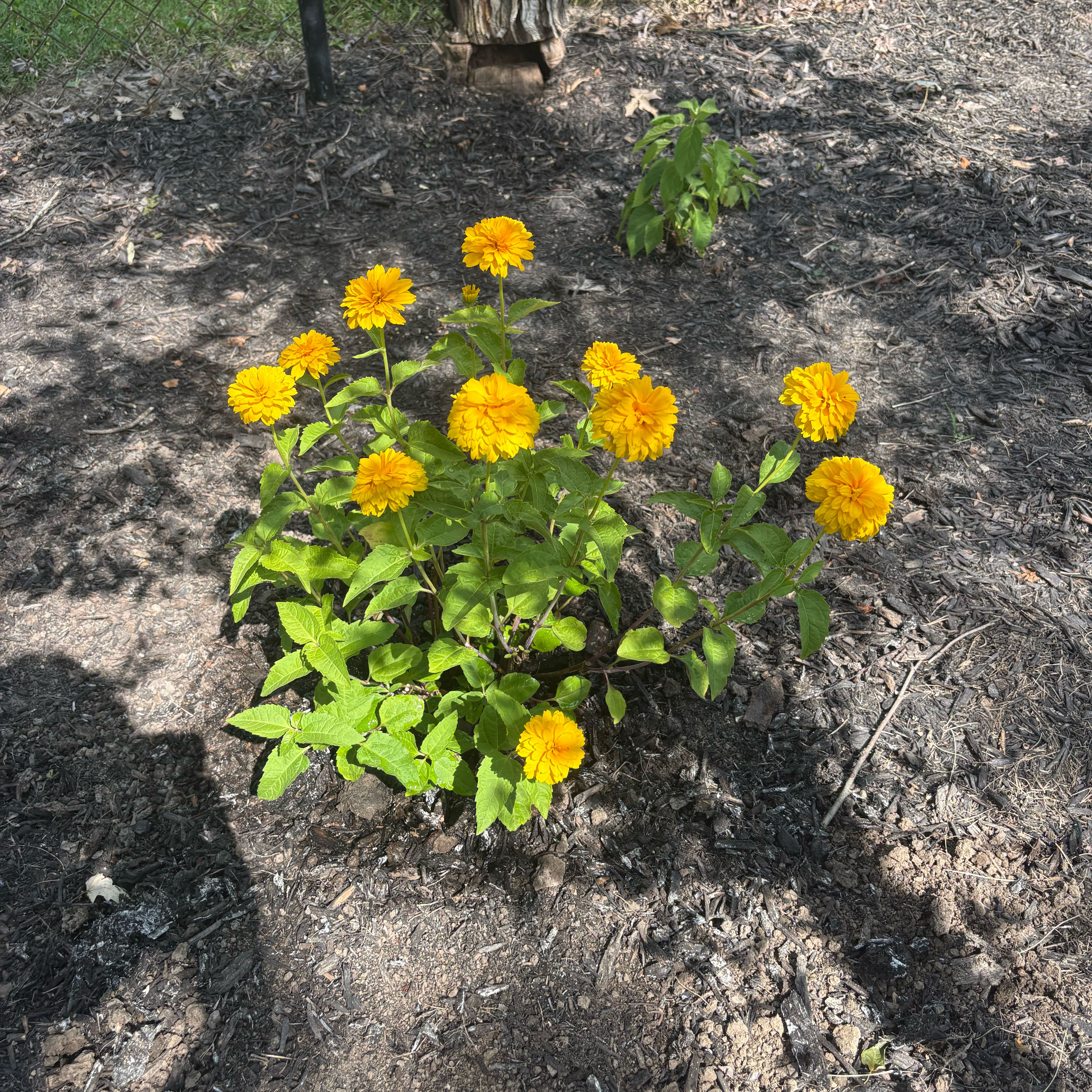 Photo of the plant species Marigold by @ZealRuby89 named Sigmund on Greg, the plant care app