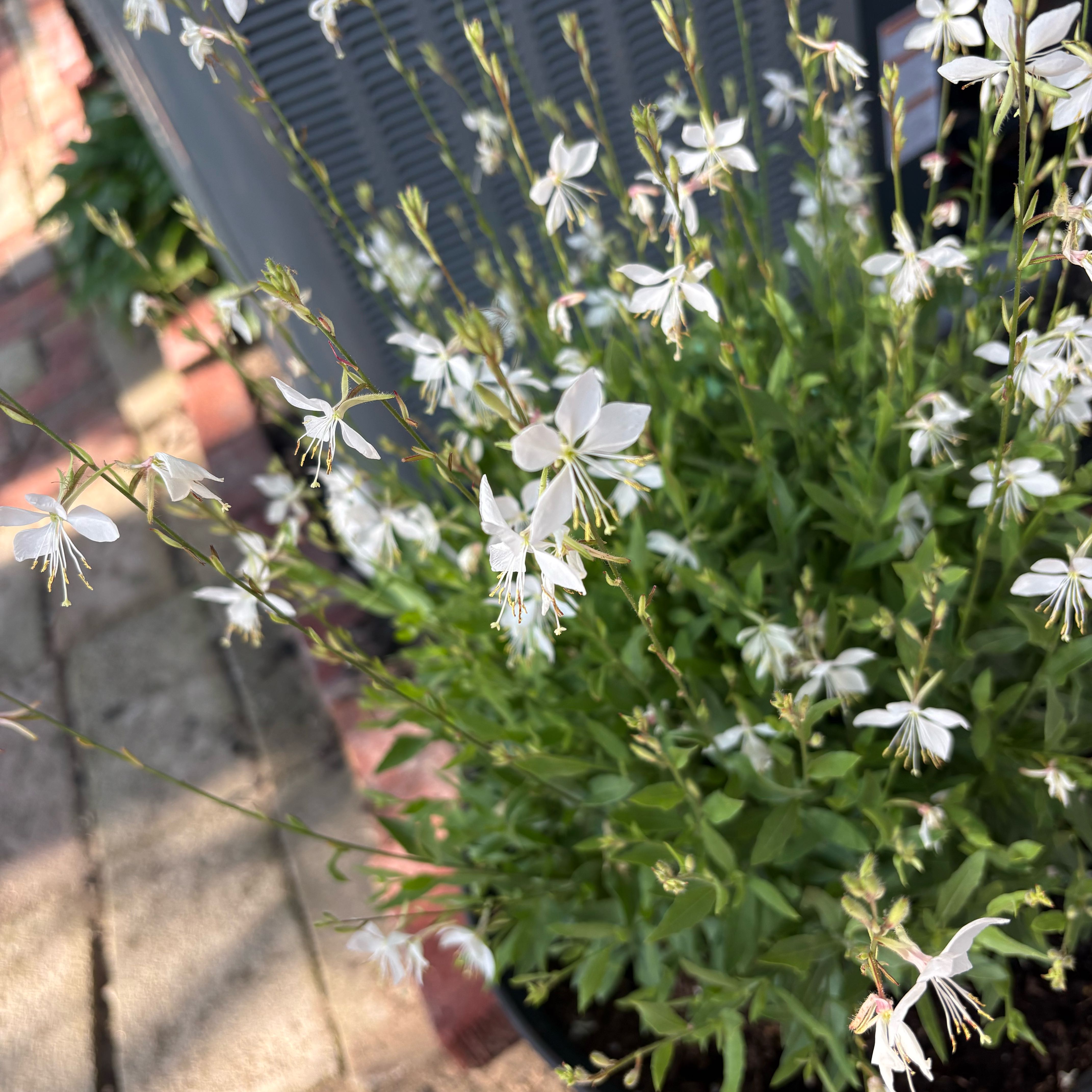 Photo of the plant species Pink Gaura by @ZealRuby89 named Tree Diddy on Greg, the plant care app