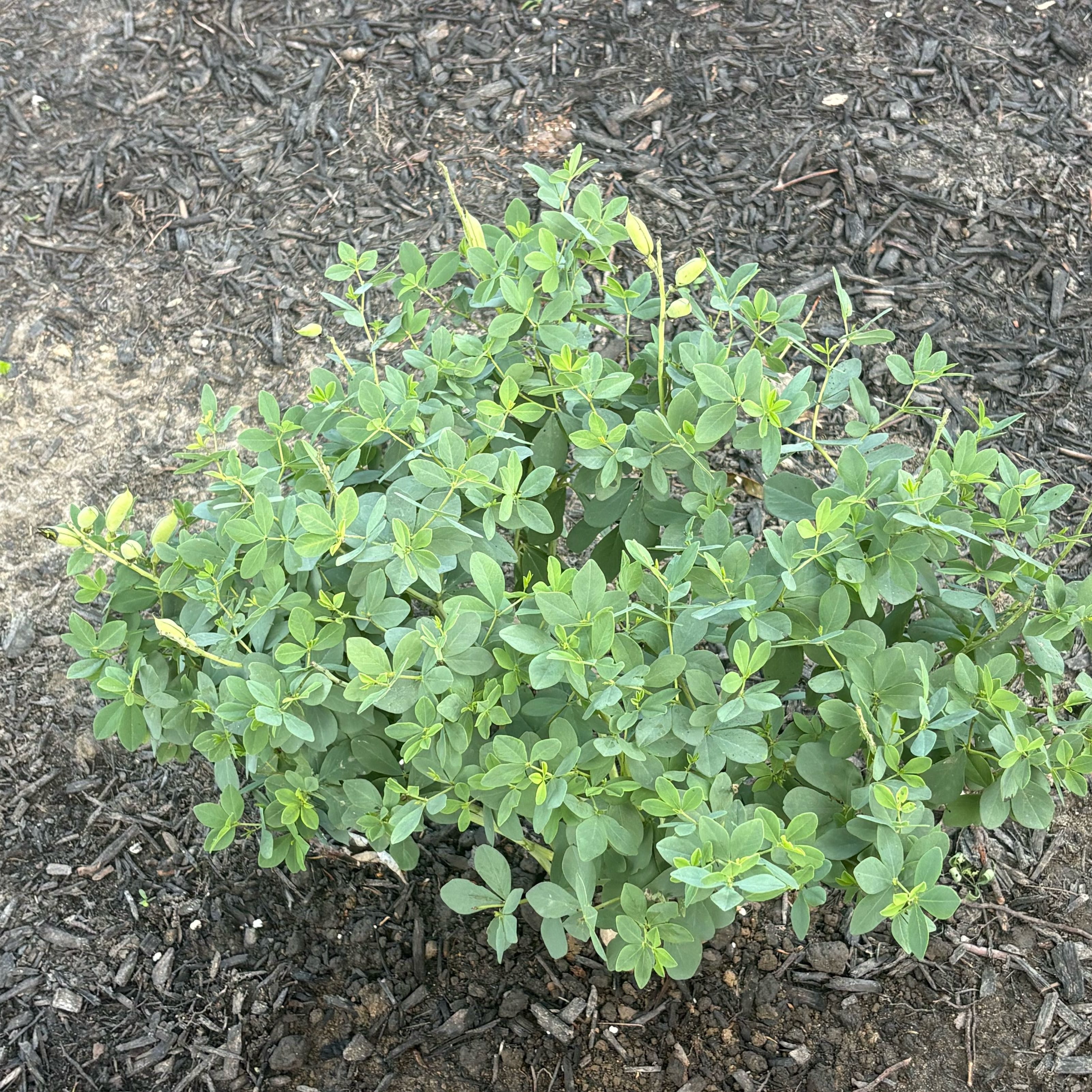 Photo of the plant species Baptisia Australis by @ZealRuby89 named Rainier on Greg, the plant care app