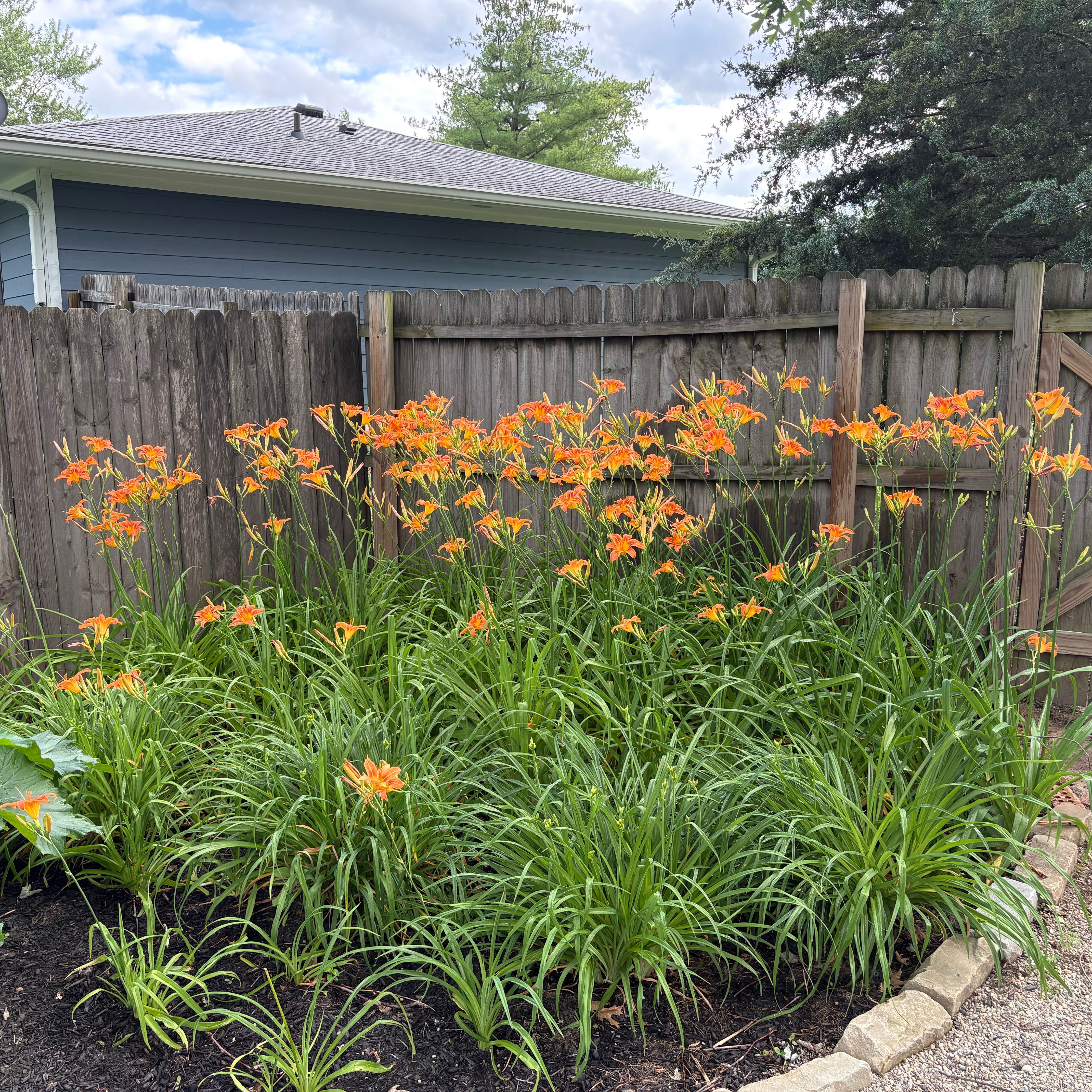 Photo of the plant species Orange Daylily by @ZealRuby89 named Aria on Greg, the plant care app