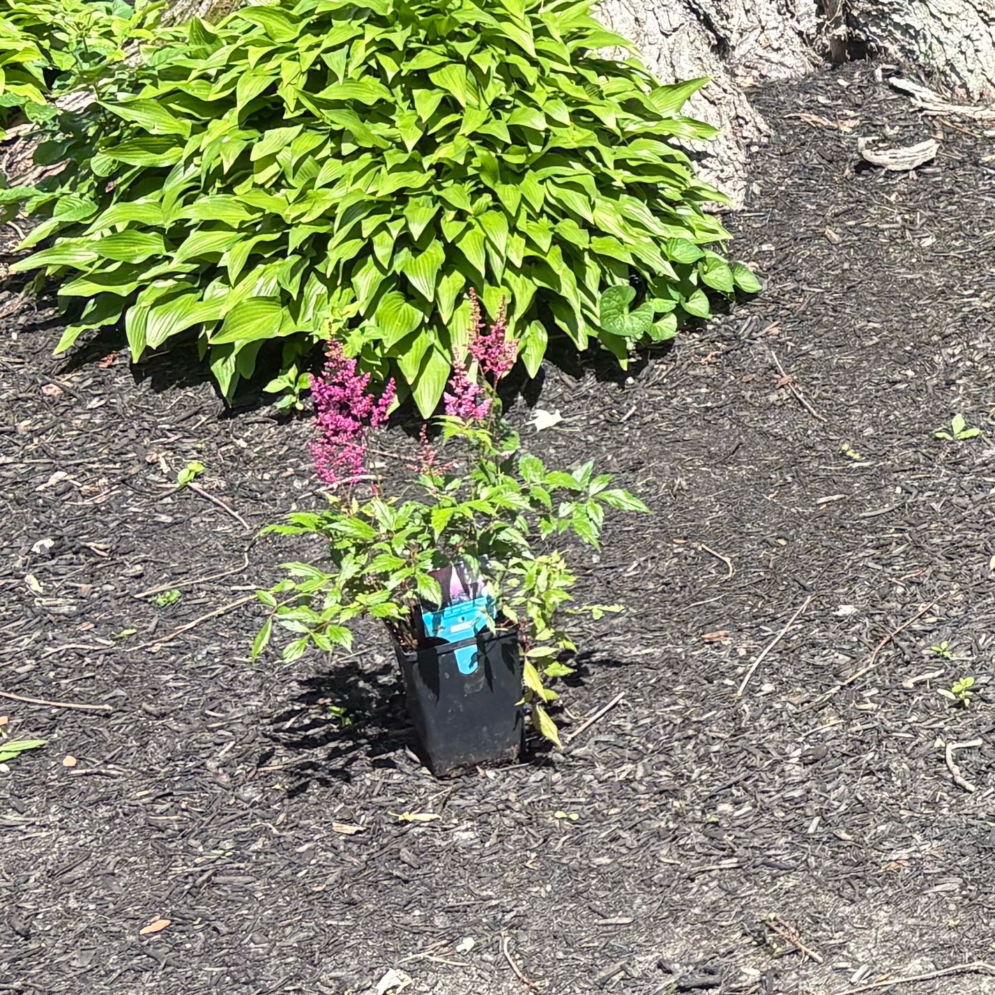 Photo of the plant species Astible by @ZealRuby89 named Fernie Saunders on Greg, the plant care app