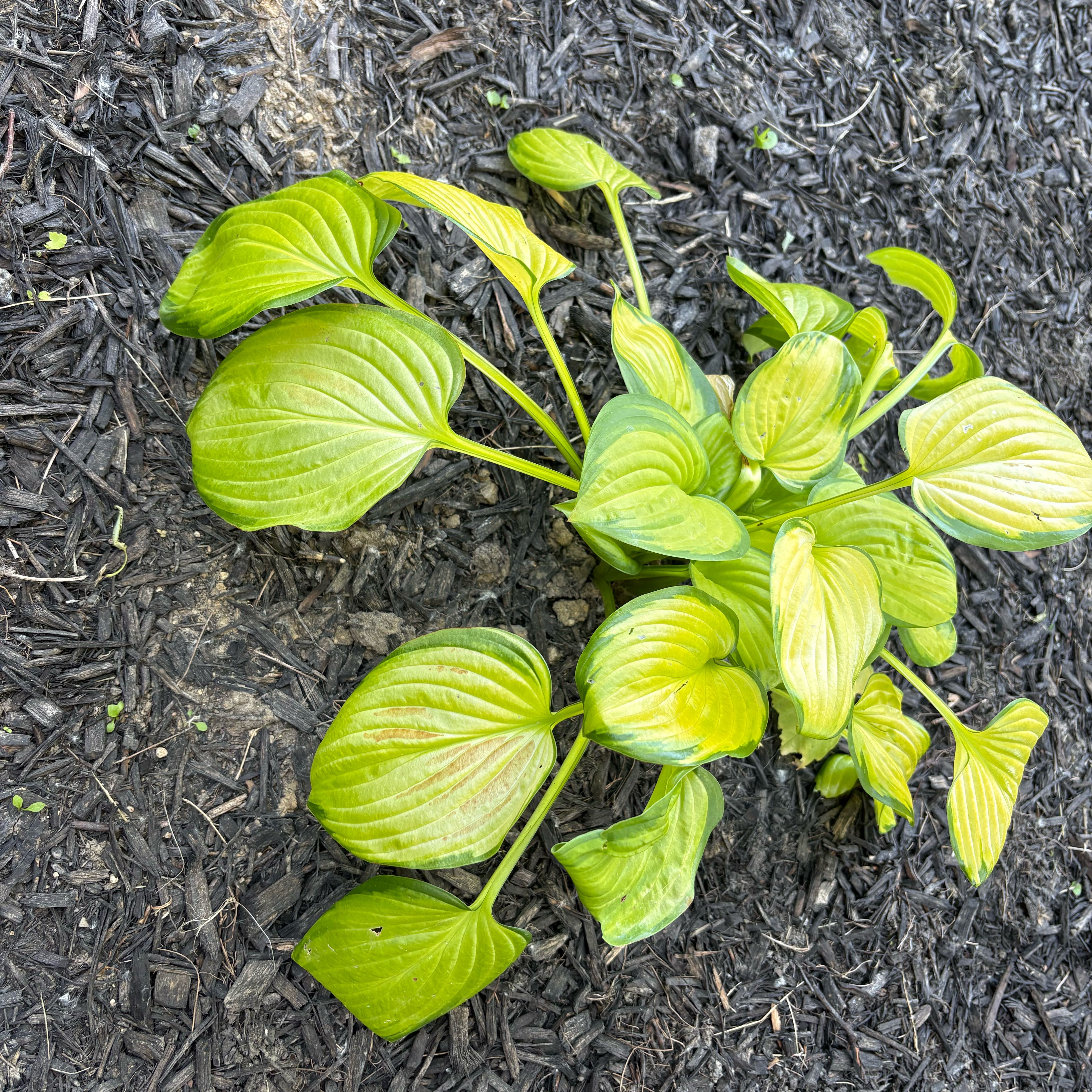 Photo of the plant species Plantain Lily by @ZealRuby89 named Miley on Greg, the plant care app